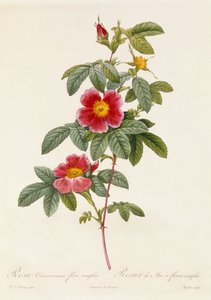 Rosa Cinnamomea yksinkertainen kukka